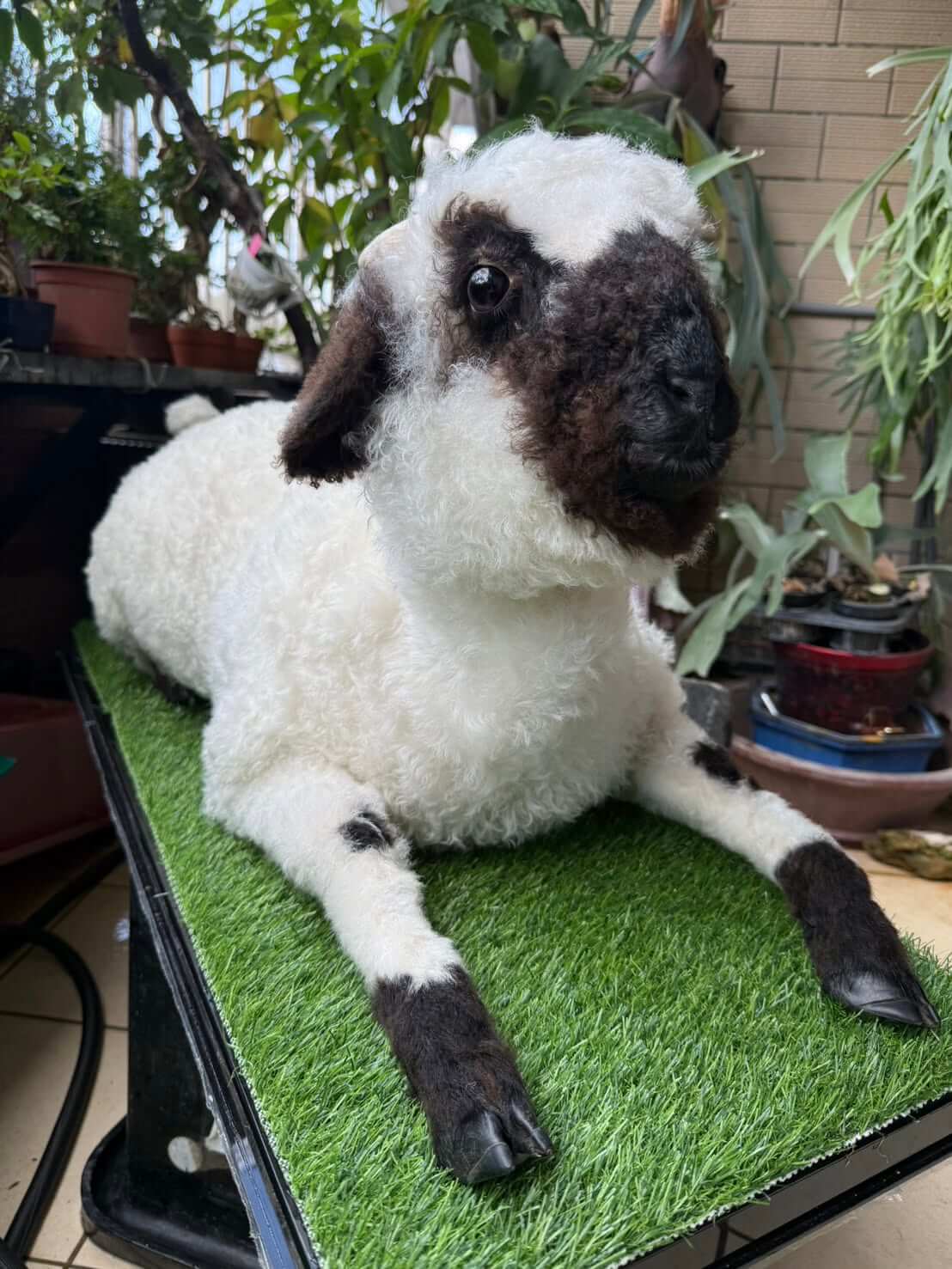 陪伴型動物標本製作案例 02