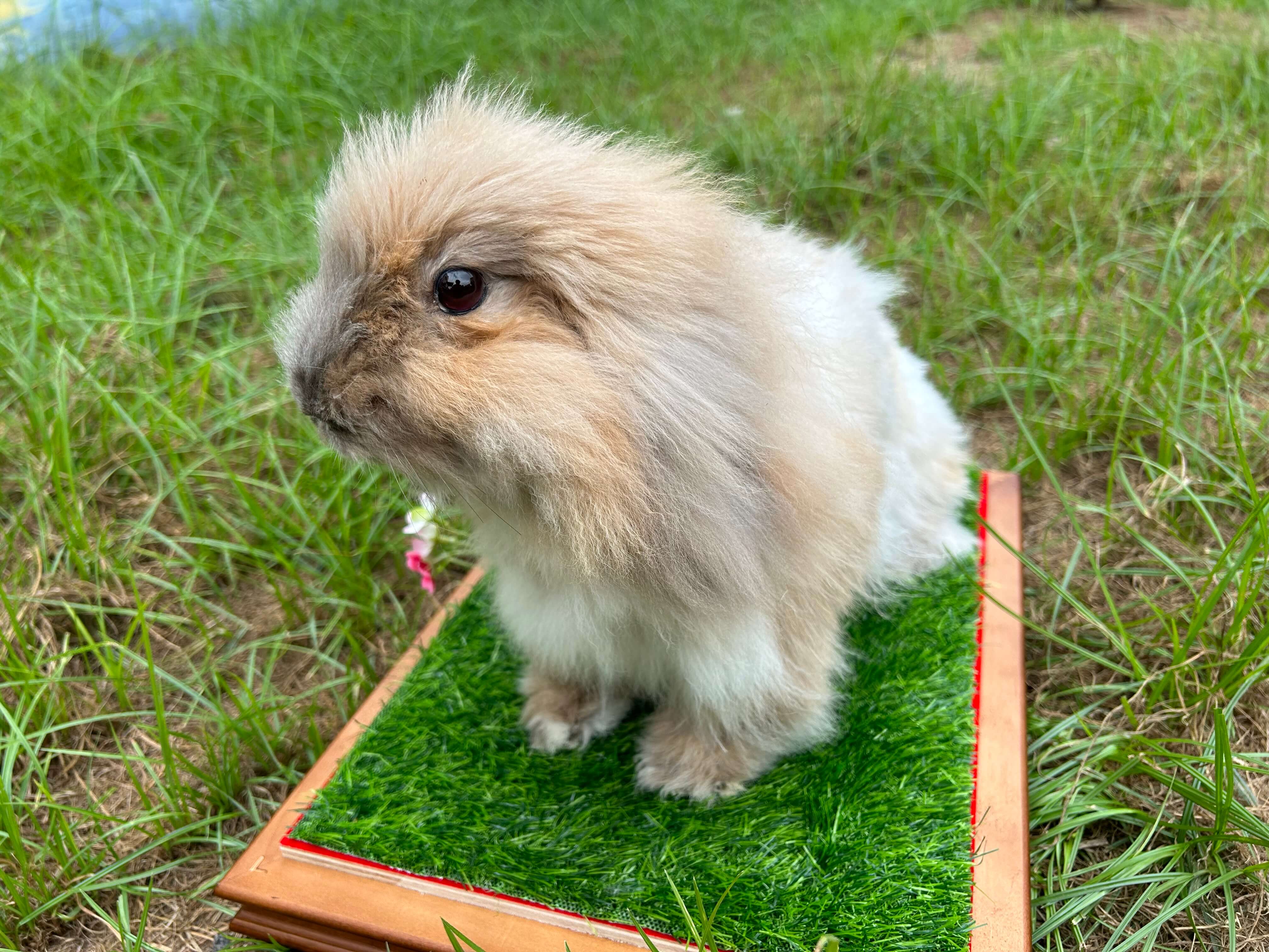 陪伴型動物標本製作案例 07