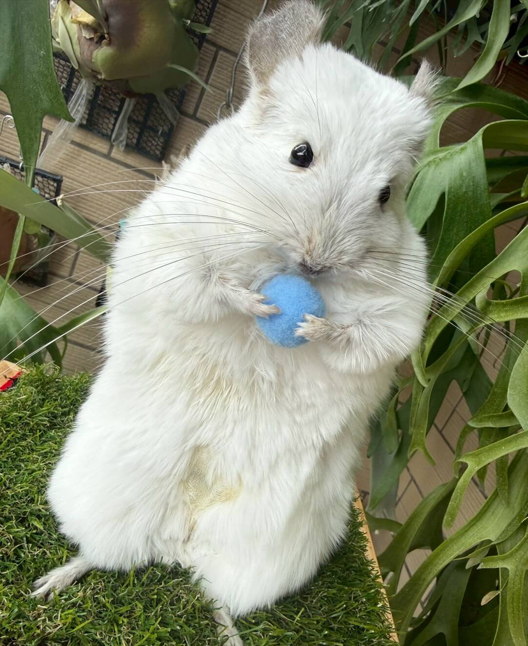 陪伴型動物標本製作案例 08