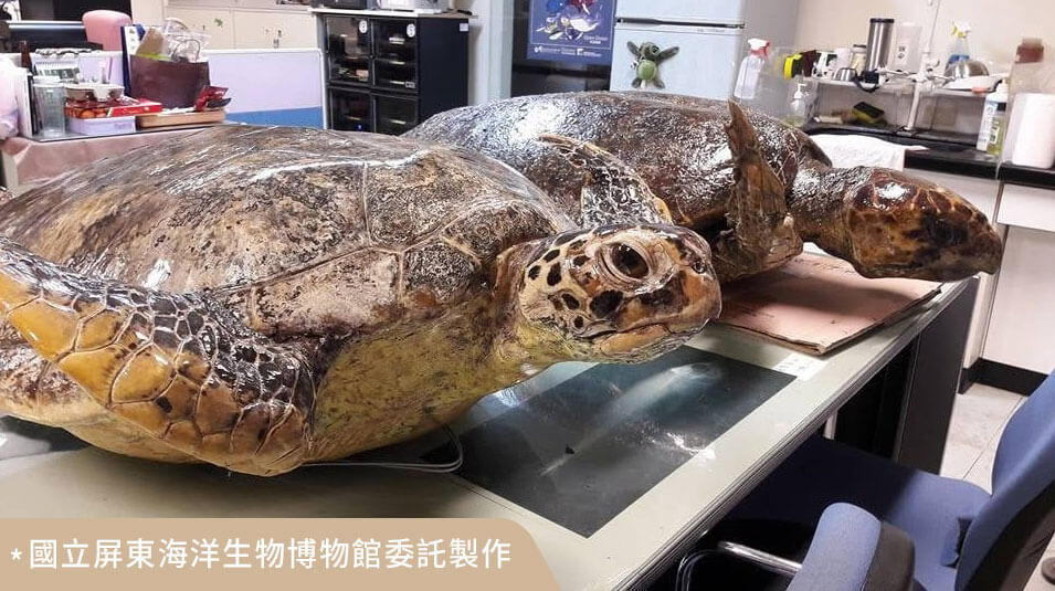 其它動物標本製作案例 01
