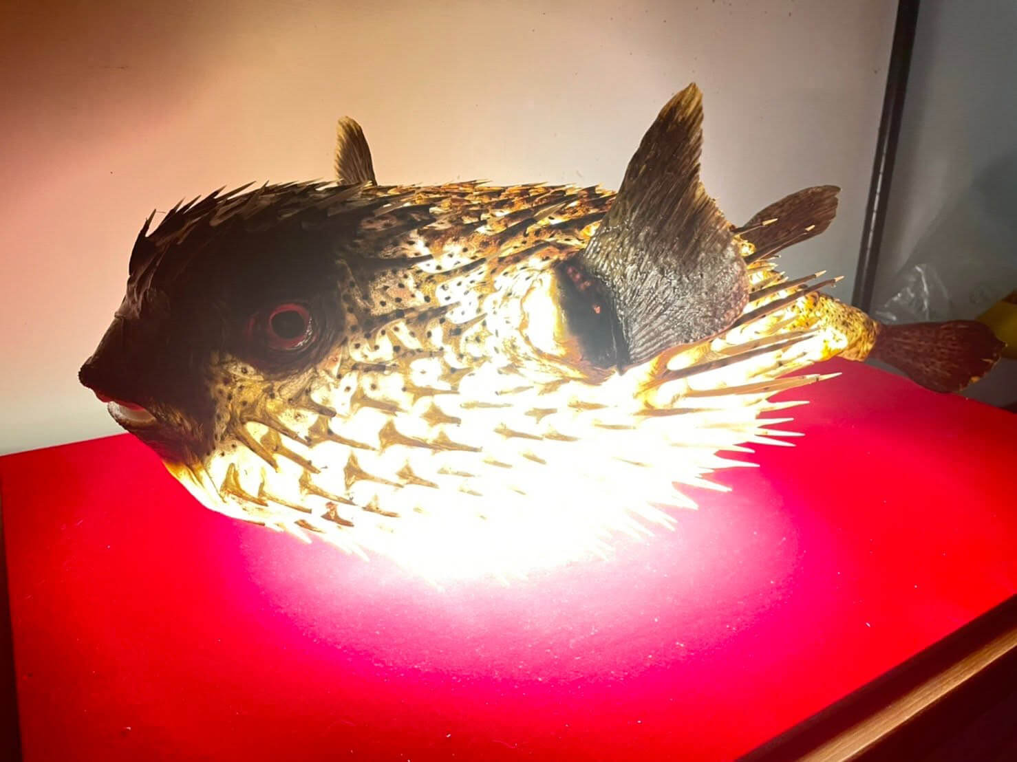其它動物標本製作案例 02