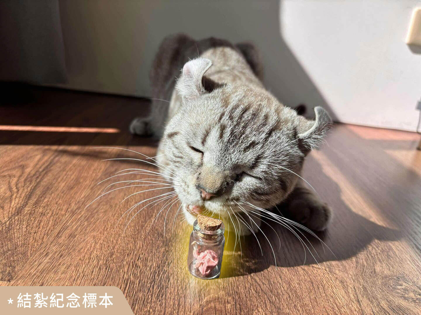 其它動物標本製作案例 04
