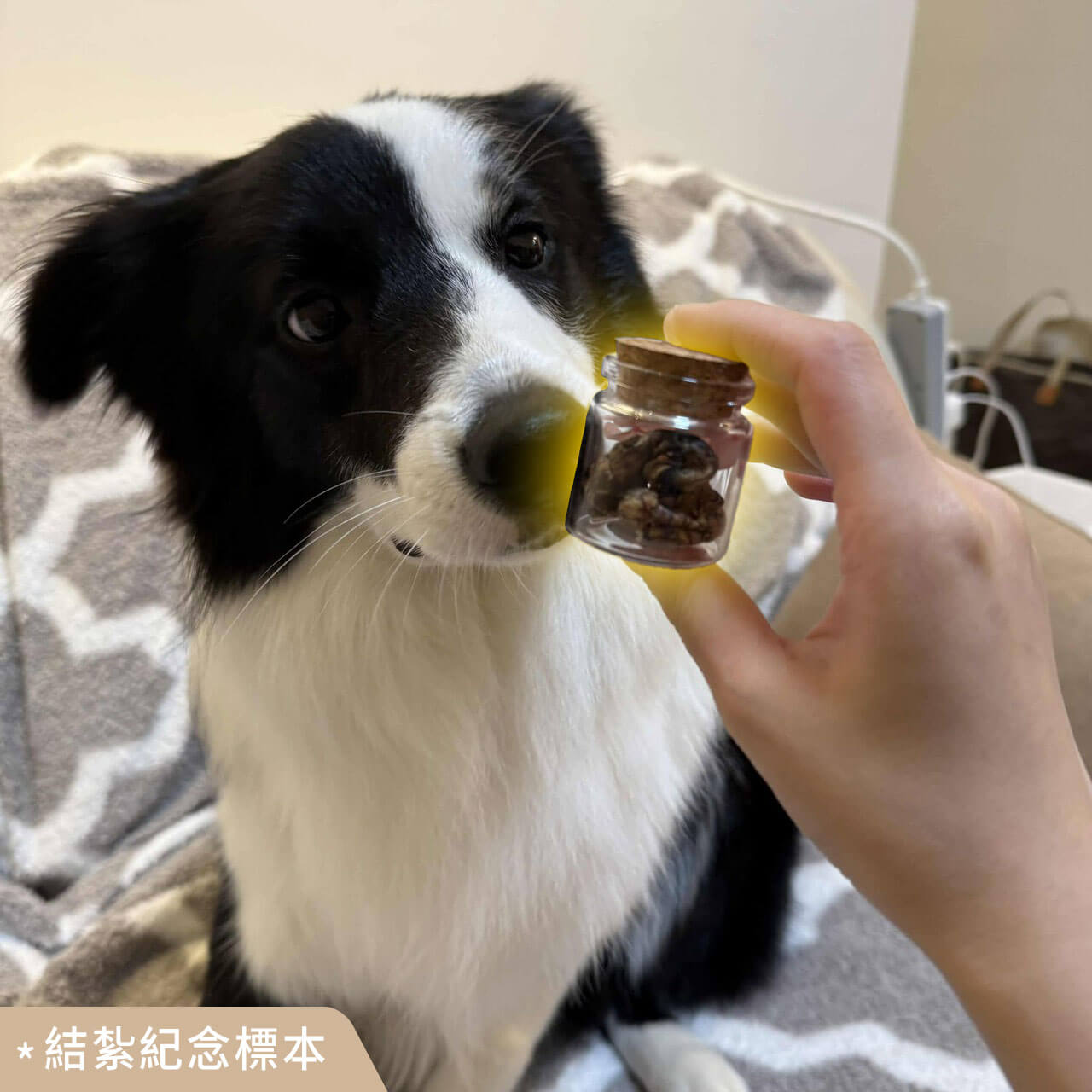 其它動物標本製作案例 06