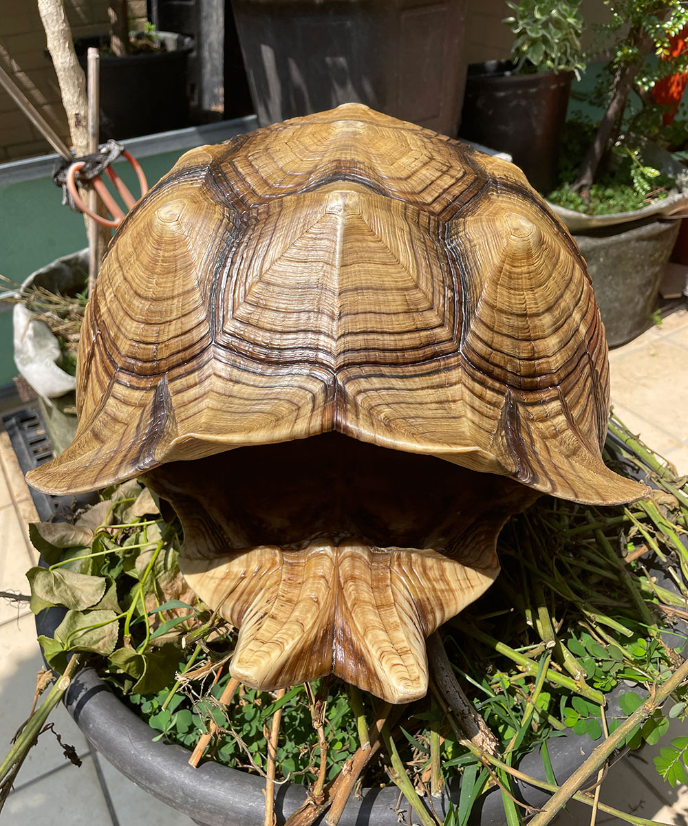 其它動物標本製作案例 08